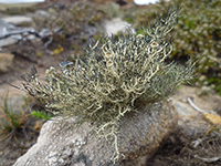 lichen8